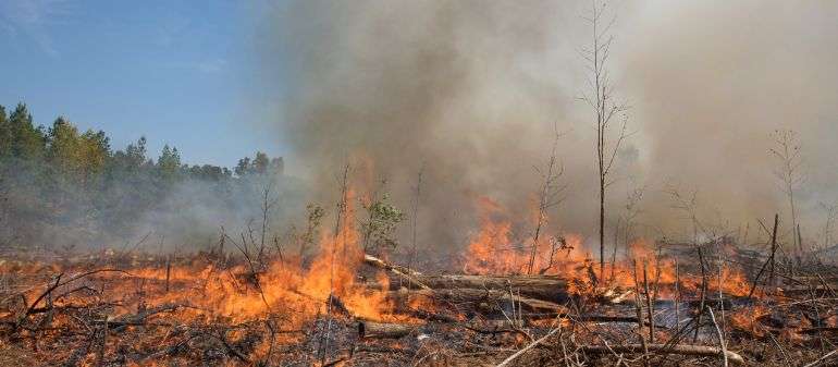 brûlage dirigé pour prévenir le risque d'incendie en forêt