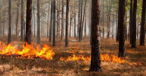 Brûlage dirigé en forêt pour prévenir le risque d'incendie